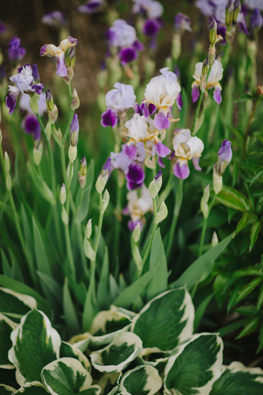 Purple and white bearded irises in soft focus garden light, with green foliage and unopened buds