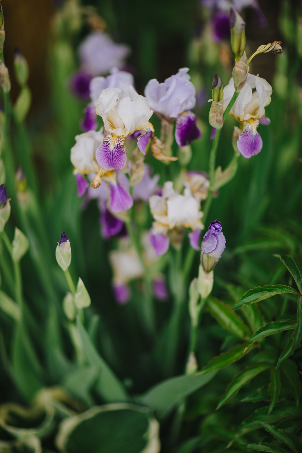 White and purple bearded irises in soft focus garden light, capturing delicate spring blooms with rich color detail