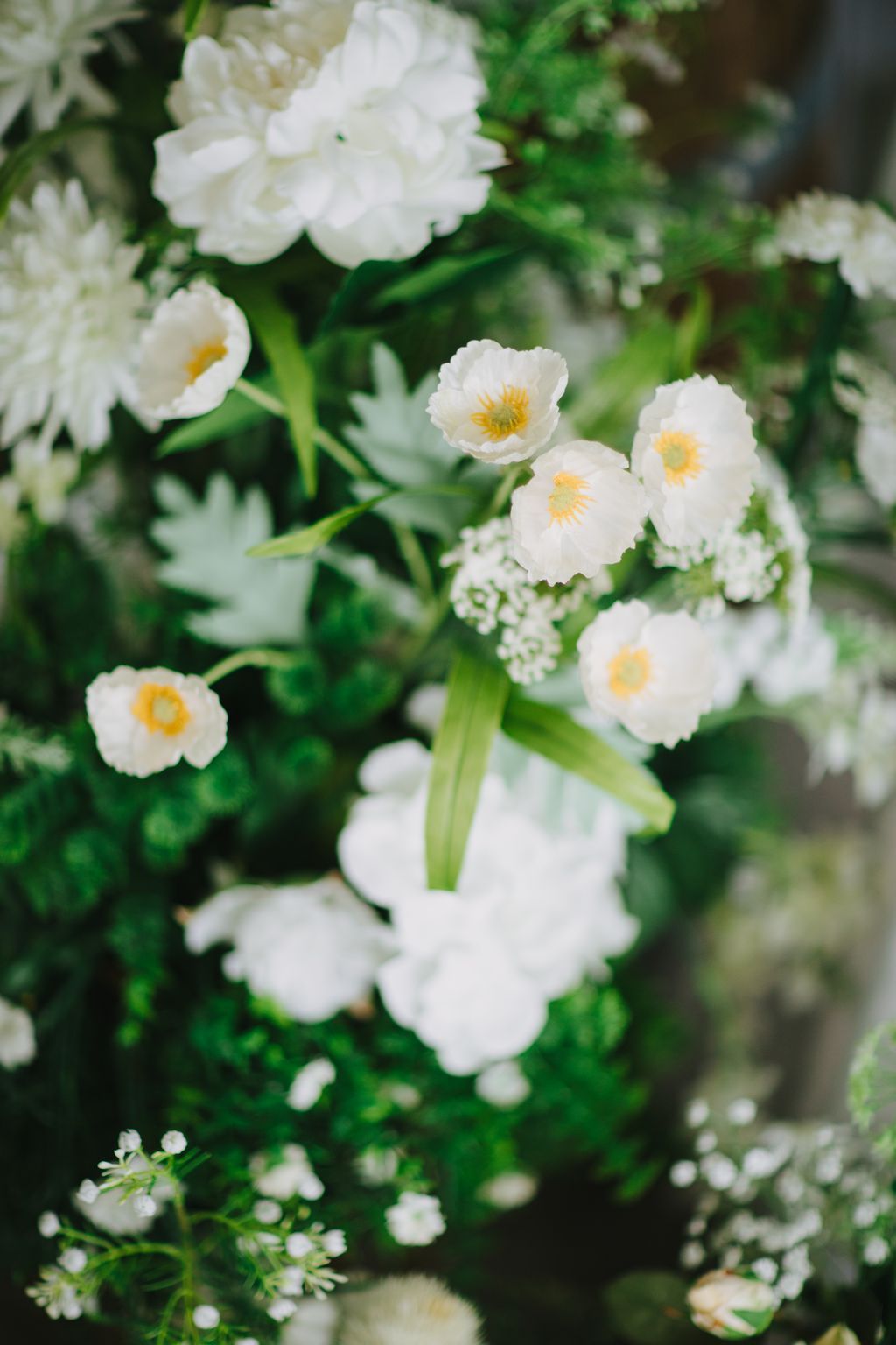 Delicate white peony flowers with golden centers surrounded by lush green foliage in soft natural light