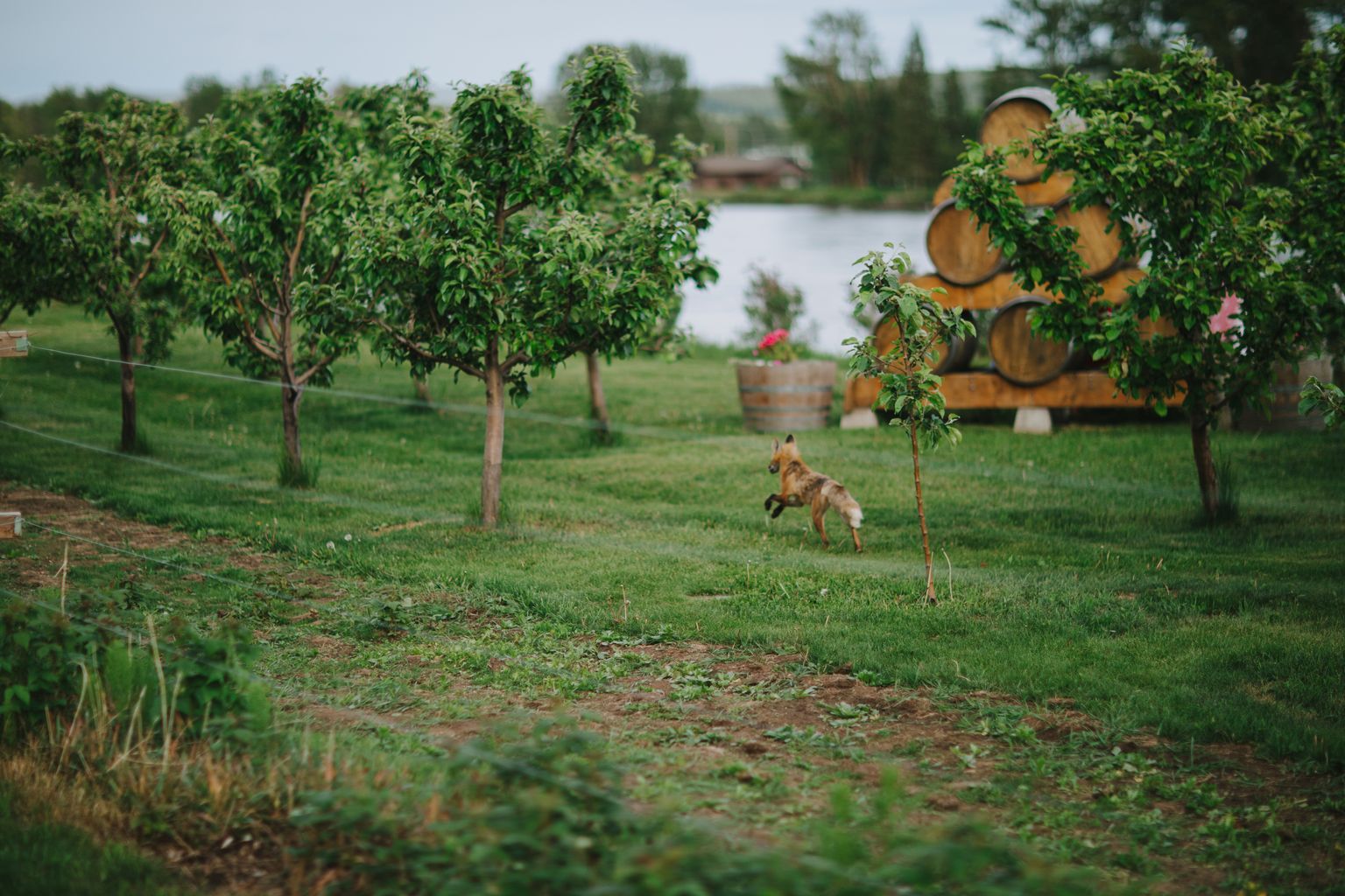 Dog running through a grassy orchard garden with water and trees blurred in the background