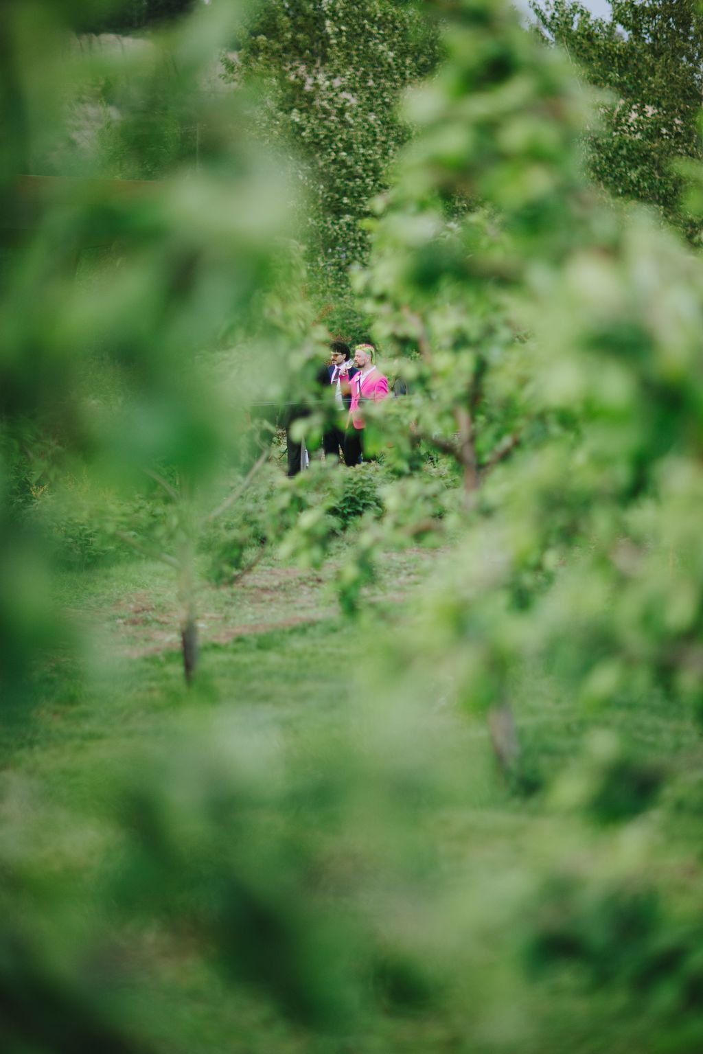 Couple in pink and dark clothing walking through lush green vineyard rows, framed by soft foliage in foreground and background
