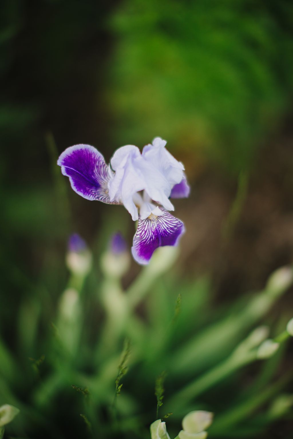 Purple and white bearded iris in soft focus with green foliage backdrop