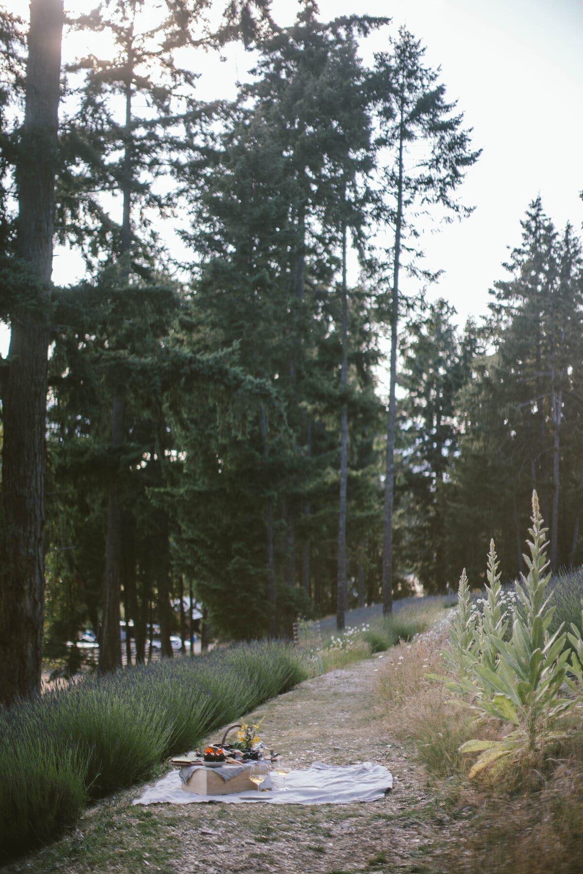 Picnic blanket on a farm path beside lavender and firs