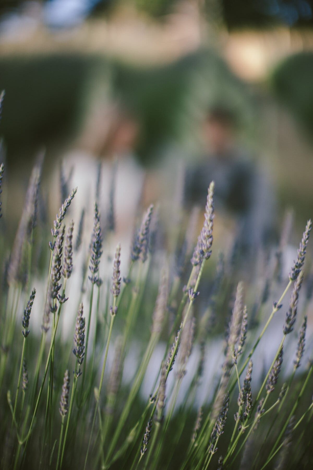 Lavender spikes in focus before a softly blurred couple